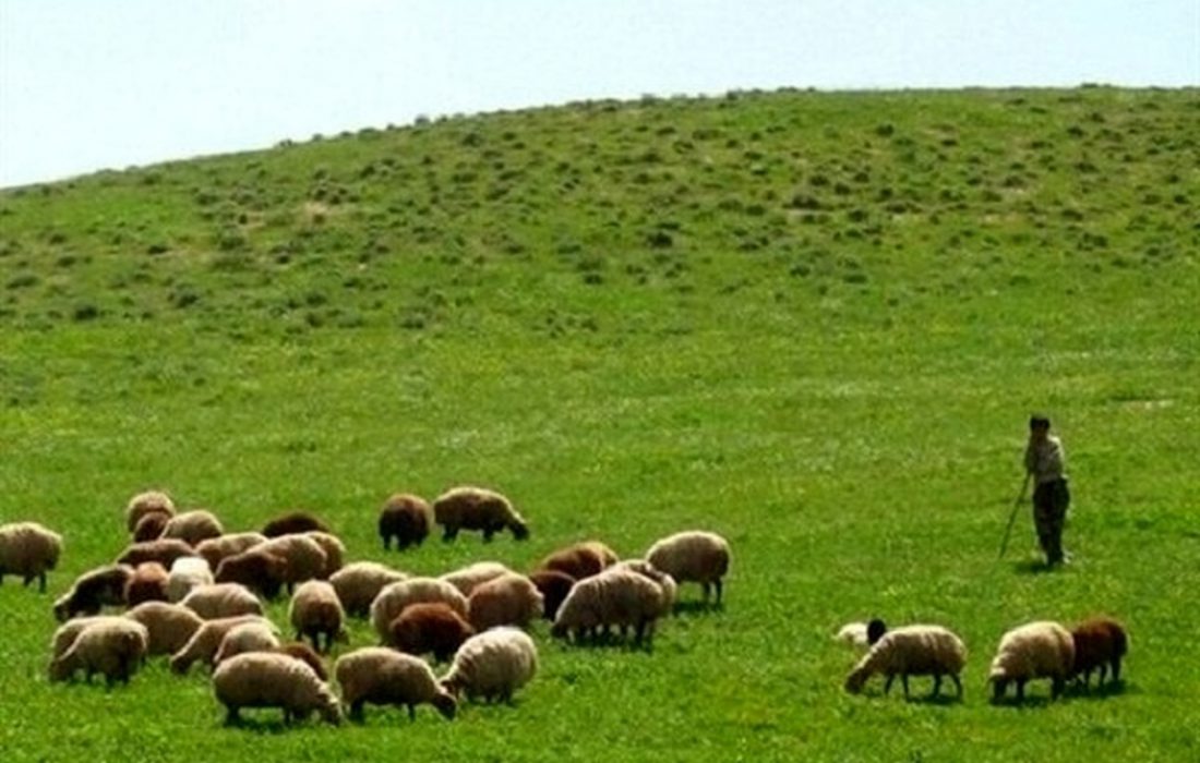 ضرورت تمدید پروانه چرای دام مرتع‌داران مازندران