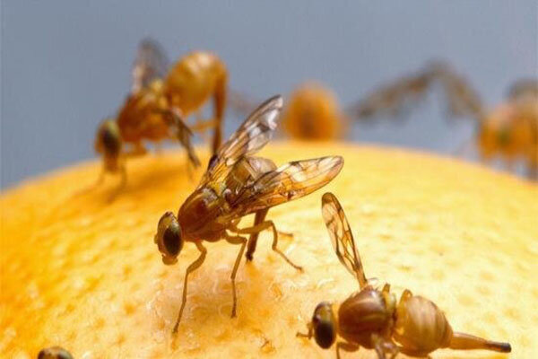 باغهای مازندران در معرض تهدید جدی مگس میوه