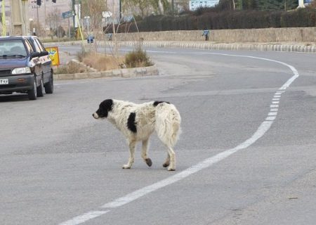 ثبت و گزارش ۳۵ مورد گازگرفتگی سگ در مازندران