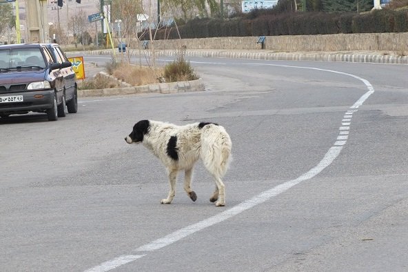 ثبت و گزارش ۳۵ مورد گازگرفتگی سگ در مازندران