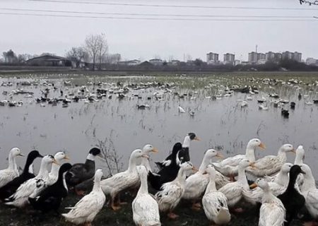 دامپزشکی مازندران نسبت به خطرسرایت آنفلوآنزای پرندگان درگله های پرورش اردک هشدار داد