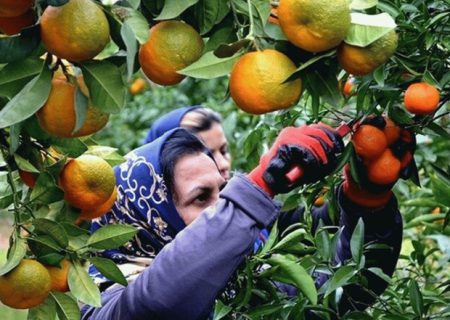 آنچه باید باغداران مازندران درباره برداشت و ذخیره‌سازی مرکبات بدانند