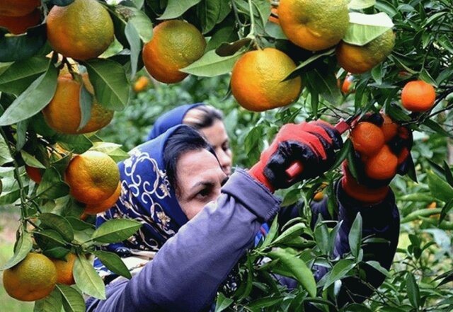 آنچه باید باغداران مازندران درباره برداشت و ذخیره‌سازی مرکبات بدانند