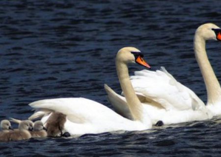 جمعیت قوها در تالاب سرخرود افزایش یافت