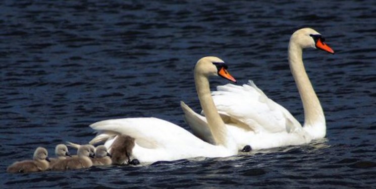 جمعیت قوها در تالاب سرخرود افزایش یافت