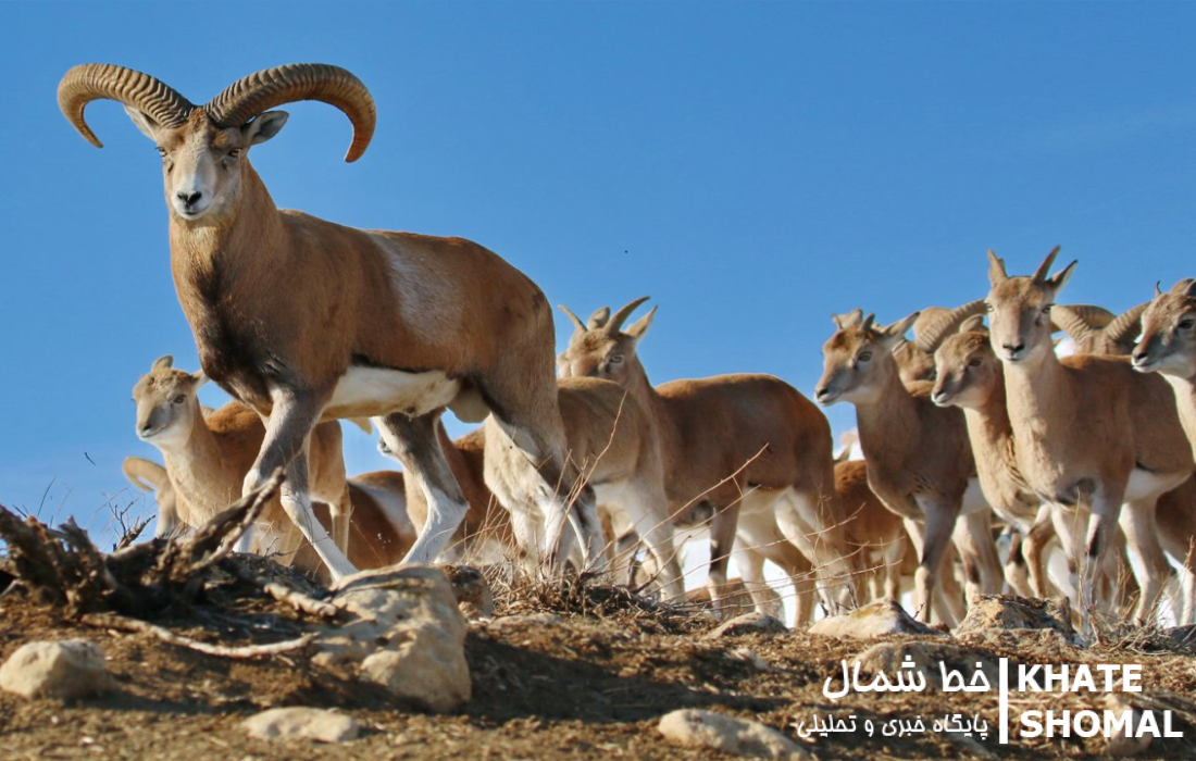 تلفات طاعون کل‌بز وحشی در مازندران ۵۷ راس رسید