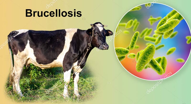 خطرناکترین بیماری مشترک انسان و دام چیست؟