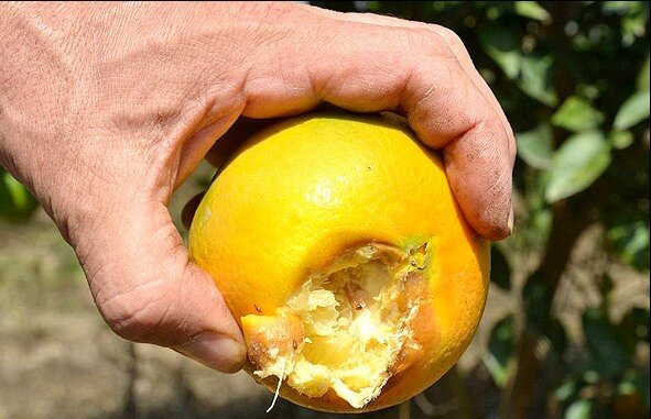 کاهش خسارت مگس میوه مدیترانهای در سال جاری