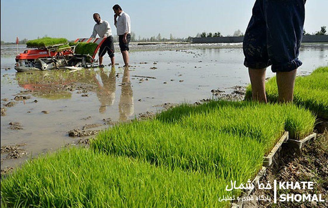 فعالیت 752 نشاکار برنج در محمودآباد/ 14 هزار هکتار از اراضی محمودآباد کشت مکانیزه میشوند