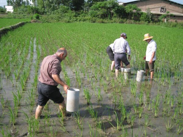 آبیاری تناوبی در شالیزارها تا 32 درصد در آب صرفهجویی میکند