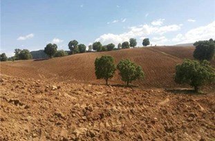 شناسایی 335 هزار مترمربع زمینهای بایر کشاورزی در محمودآباد/ اخطار به متخلفین ساخت وساز غیر مجاز