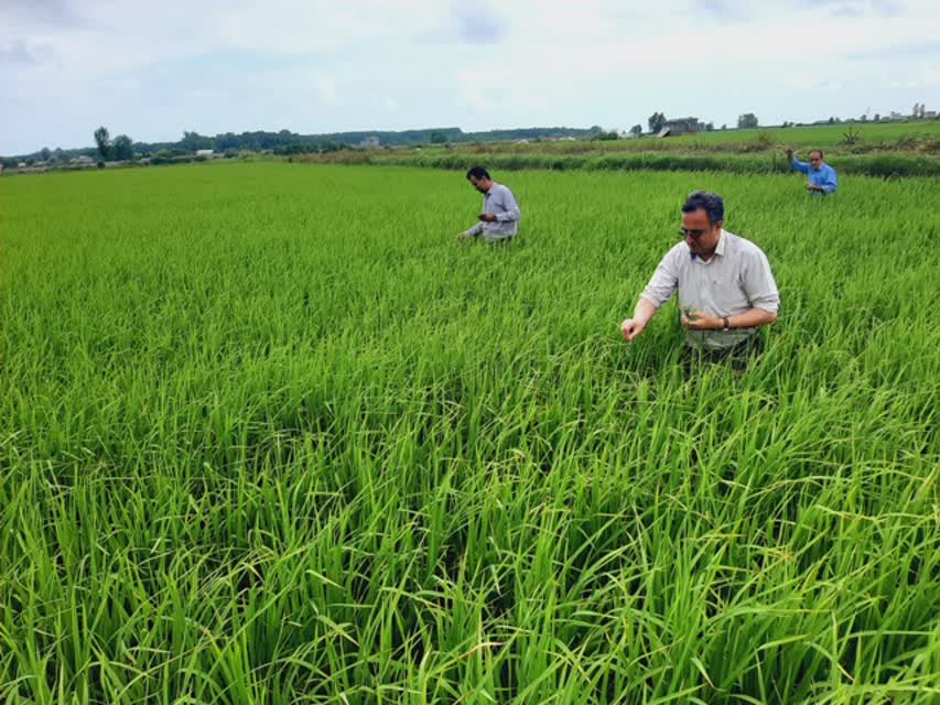 اولین رهاسازی زنبور تریکوگراما در نسل اول آفت ساقهخوار برنج در اراضی شالیزاری