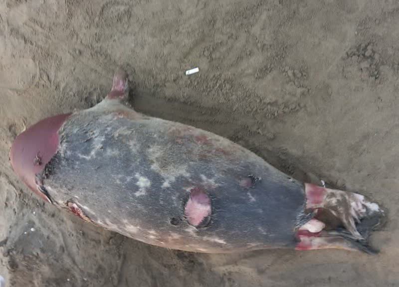 نفسهای آخر فوکهای خزری دریای مازندران/ تاکنون 5 قلاده در سواحل محمودآباد کشف شد