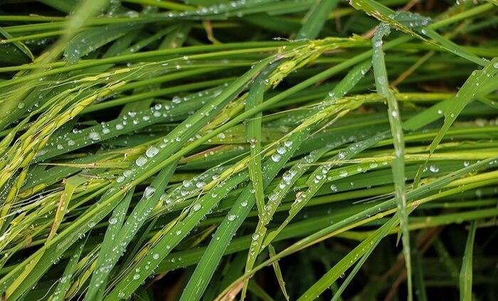 بارش باران در انتظار اراضی تشنه مازندران/ شالیزارها سیراب میشود؟