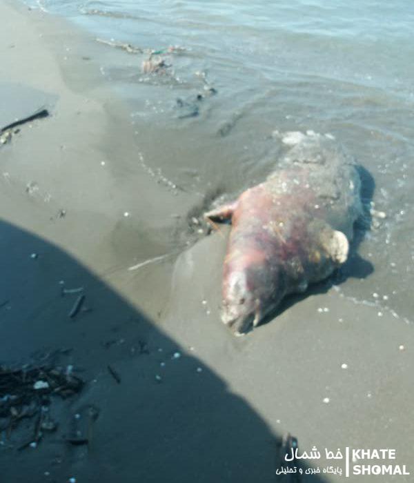 تلف شدن ۲ قلاده فک خزری در ساحل سرخرود