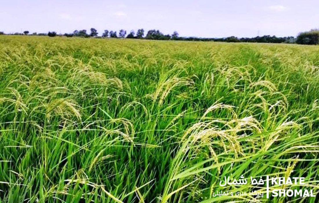 خوشهدهی برنج در 98 درصد مزارع کشت مجدد و رتون محمودآباد