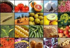 پیشبینی تولید 19 هزار تن محصولات باغی در محمودآباد