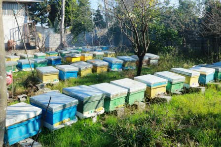 فعالیت 51 زنبوردار با تولید 22 تن عسل در محمودآباد