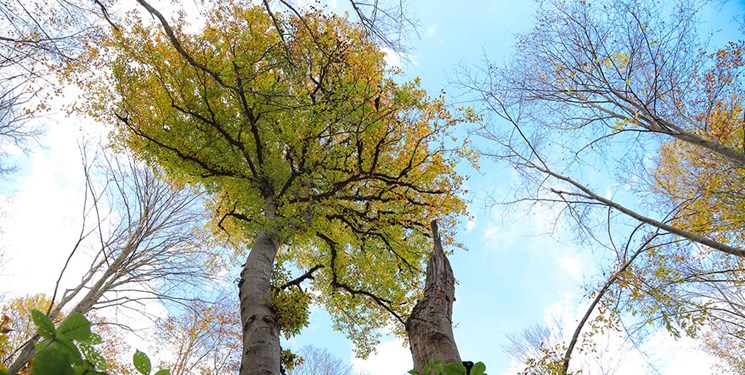 روزهای گرم پاییزی در انتظار مازندرانیها