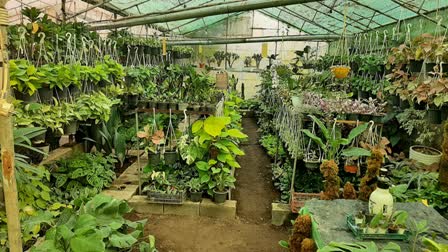 فعالیت 574 گلخانهدار در محمودآباد/ 80 هکتار فضای کشت گلخانهای در حال بهرهبرداری است