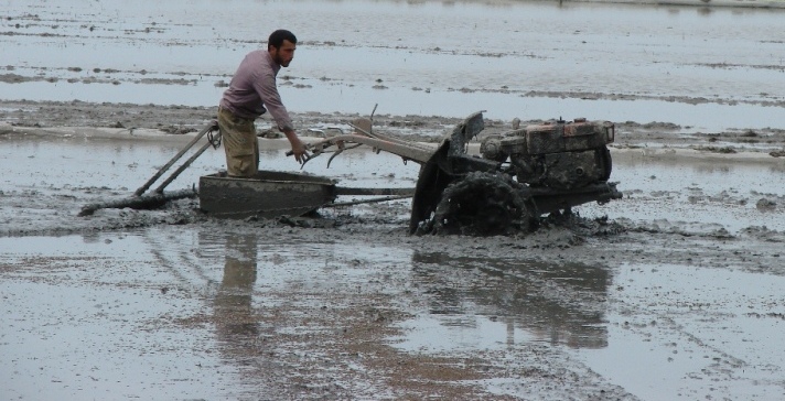 تکاپوی برنجکاران در شالیزارهای محمودآباد/ ۷۰۰۰ هکتار از زمینهای کشاورزی شخم و شیار شد