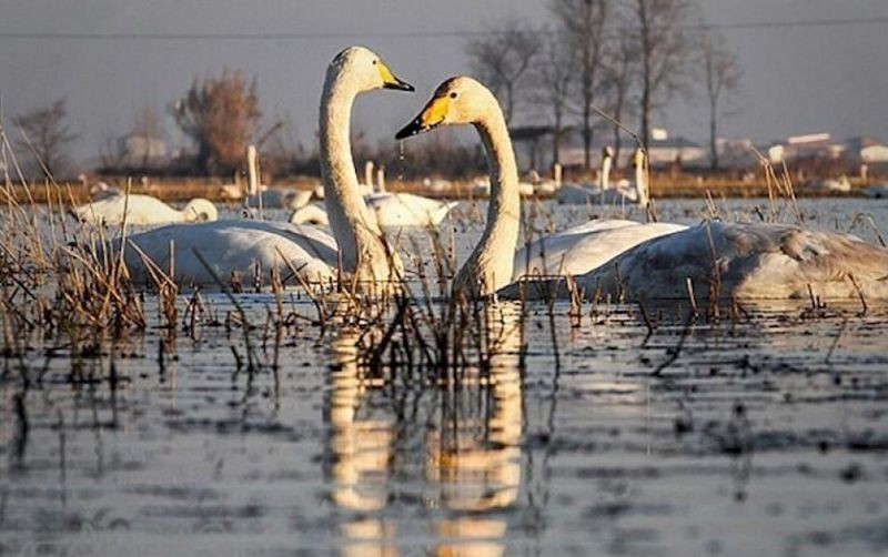 لزوم حفظ و حراست از تالابها و مناطق زمستانگذرانی پرندگان در سرخرود