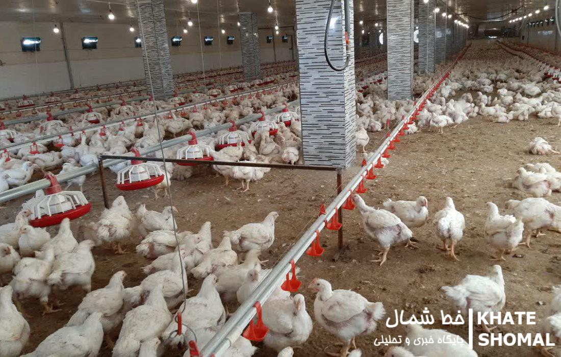 یک واحد مرغداری با ظرفیت 20 هزار قطعه در محمودآباد به بهرهبرداری رسید