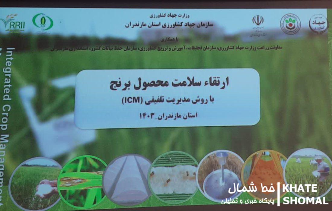 همایش مدیریت تلفیقی تولید محصول برنج ICM در محمودآباد برگزار شد