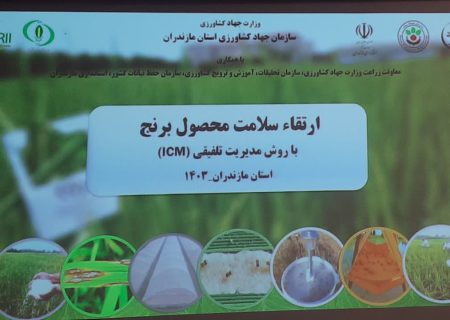 همایش مدیریت تلفیقی تولید محصول برنج ICM در محمودآباد برگزار شد