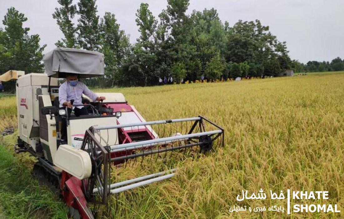 برداشت برنج در بابلسر آغاز شد