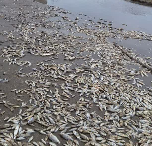 رهاسازی فاضلاب علت مرگ و میر ماهیها در رودخانه درویشآباد است