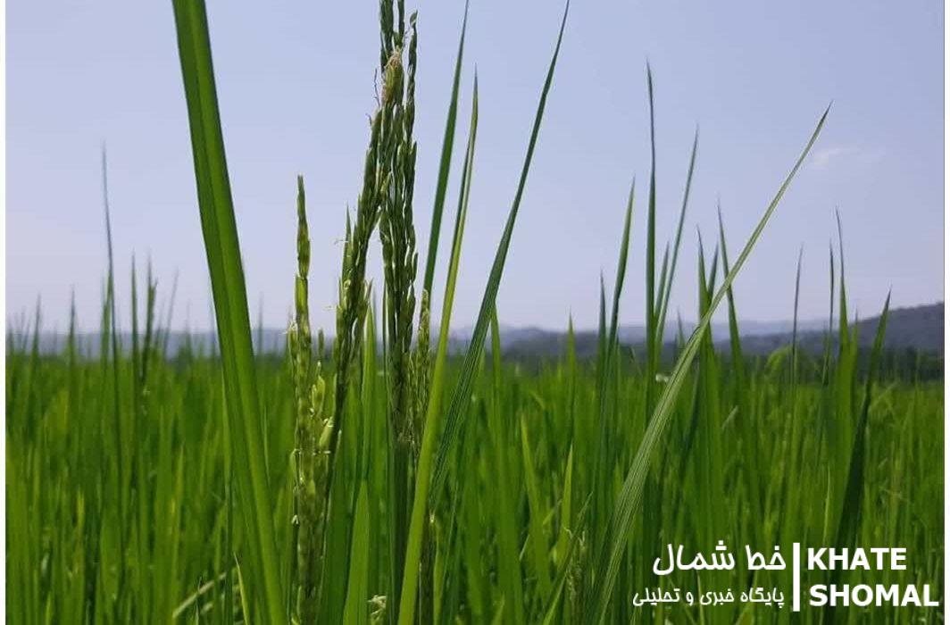 خوشهدهی برنج در 45 درصد مزارع کشت مجدد محمودآباد