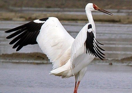 احتمال مرگ درنای سیبری وجود دارد