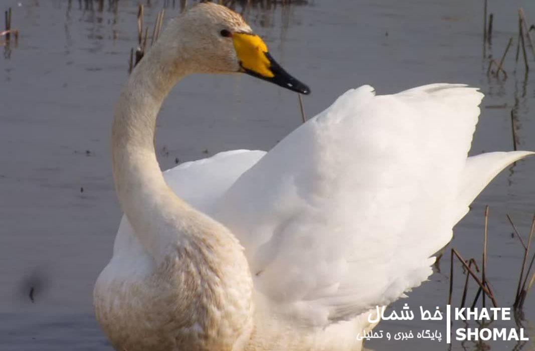 زمستانگذرانی ۶۵۰ بال قو مهاجر در تالاب سرخرود