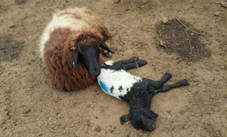 توضیح مدیرکل دامپزشکی مازندران در مورد شیوع تب برفکی