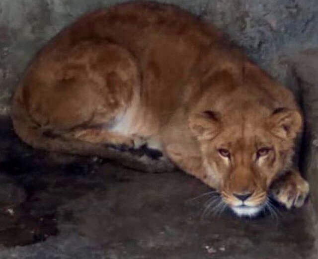 یک قلاده شیر در الیمالات هنگام زایمان تلف شد