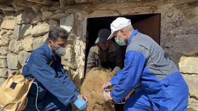 واکسیناسیون دامها علیه طاعون نشخوارکنندگان در مازندران تا خرداد ادامه دارد