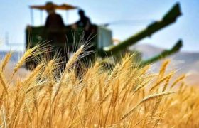 آغاز خرید تضمینی گندم در مازندران