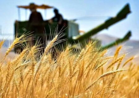 آغاز خرید تضمینی گندم در مازندران