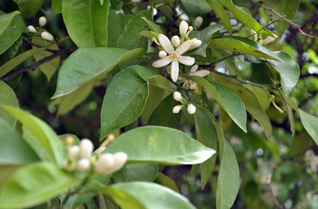 رویداد گردشگری شکوفههای بهار نارنج در سراسر مازندران برگزار شد