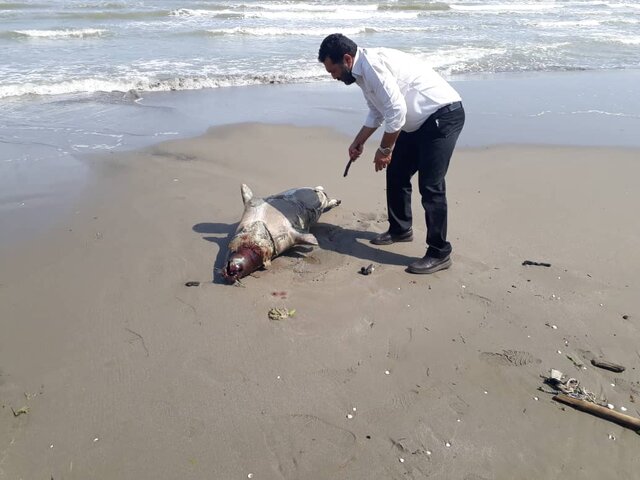 دلایل احتمالی تلفات «فوک خزری» از زبان سرپرست محیط زیست مازندران