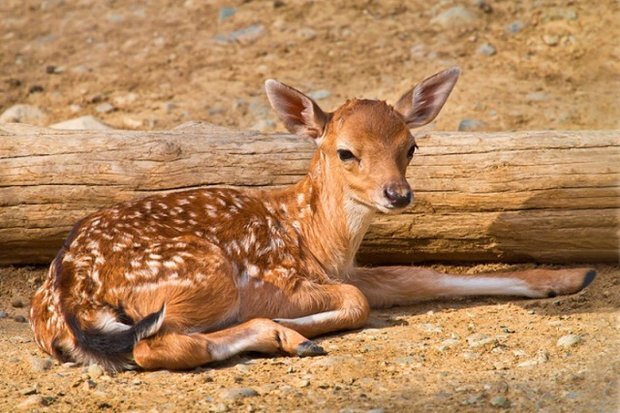 تولد اولین گوساله گوزن زرد ایرانی در سال ۱۴۰۳