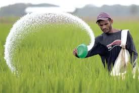 چه زمانی از کود سرک برنج استفاده کنیم؟