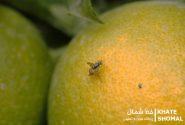 ایستگاه‌های پیش‌آگاهی در محمودآباد، سدی در برابر مگس میوه مدیترانه‌ای