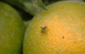 ایستگاه‌های پیش‌آگاهی در محمودآباد، سدی در برابر مگس میوه مدیترانه‌ای