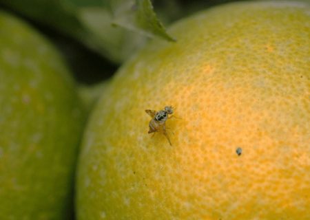 ایستگاه‌های پیش‌آگاهی در محمودآباد، سدی در برابر مگس میوه مدیترانه‌ای
