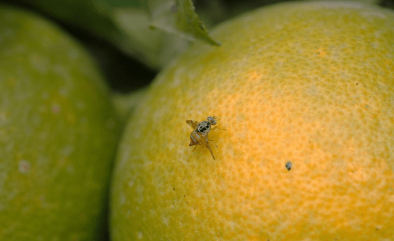 ایستگاههای پیشآگاهی در محمودآباد، سدی در برابر مگس میوه مدیترانهای