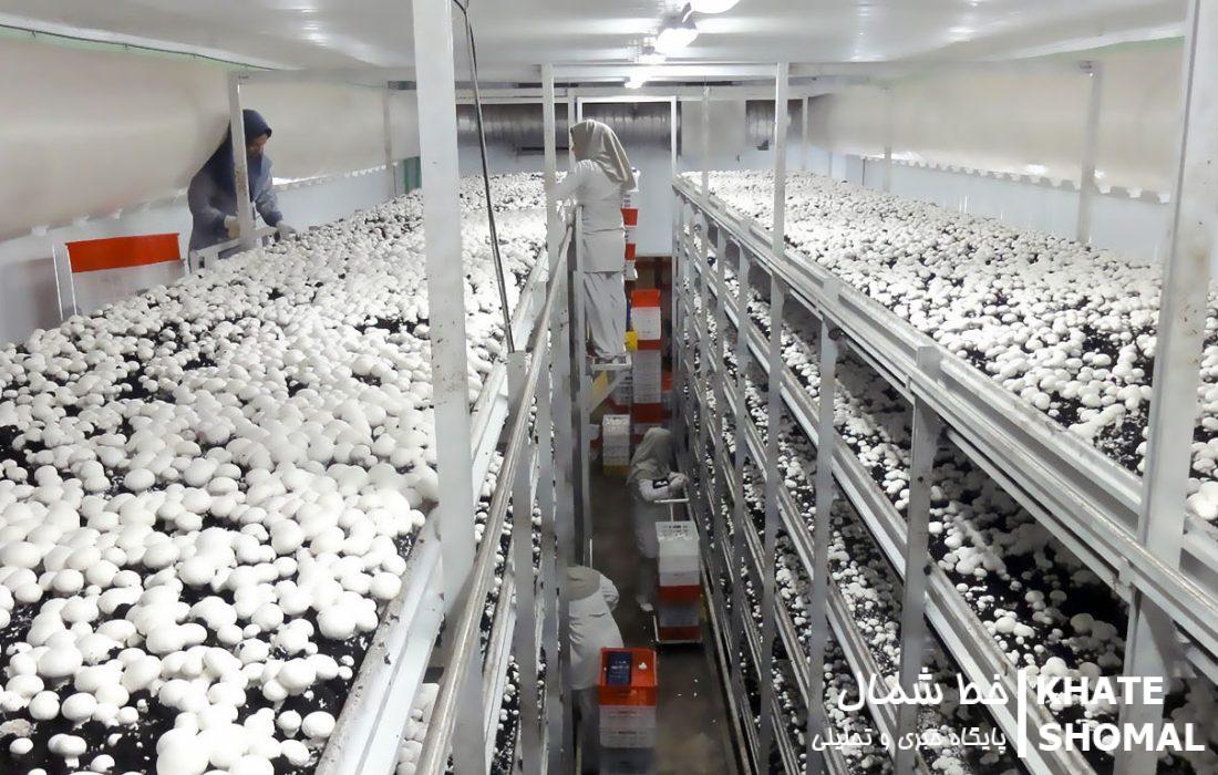 وقتی یک وام کوچک، یک شغل بزرگ میسازد