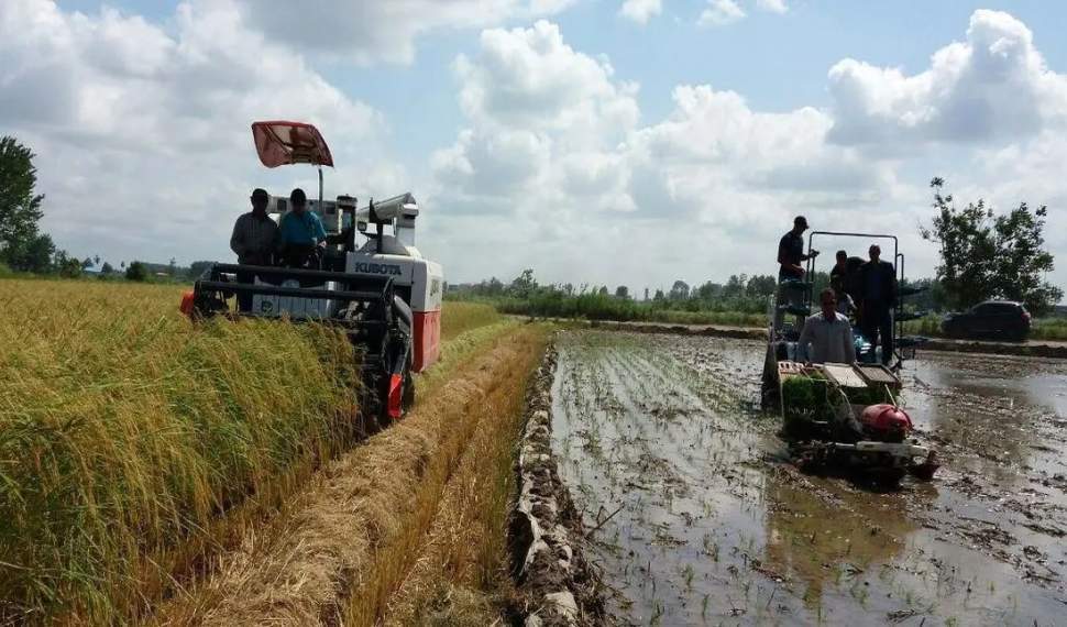 باران کود بر شالیزارها