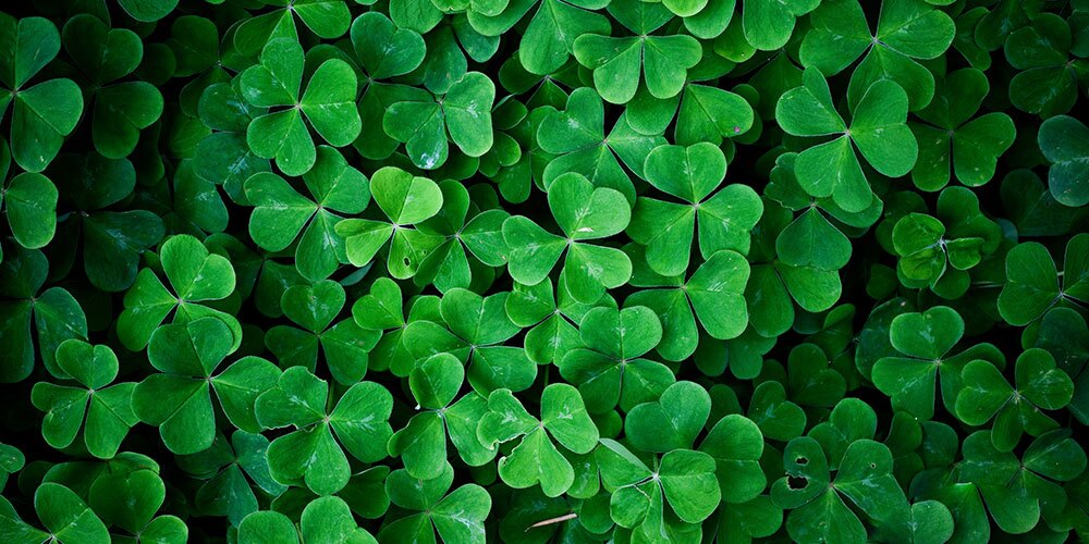 از برنج تا شبدر؛ پیشبینی کشت ۲۵۰ هکتاری شبدر در محمودآباد